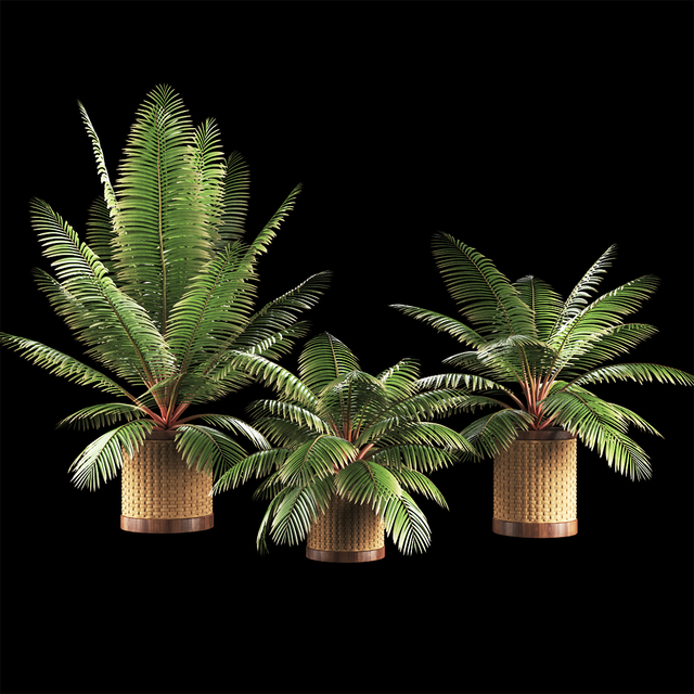Green Palm Plant