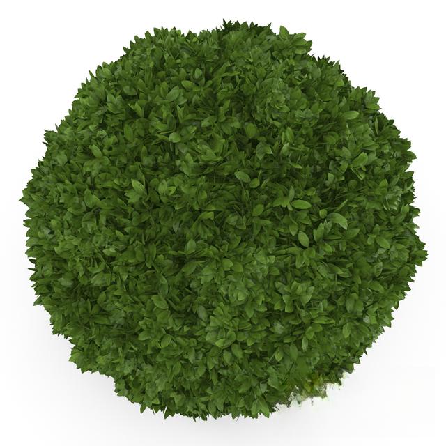 Green Round Topiary
