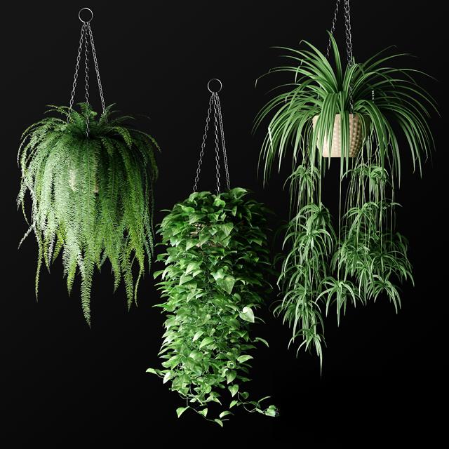 HangingGreenPlant