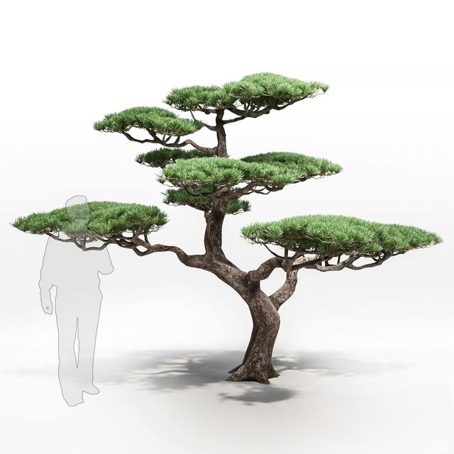 Bonsai Tree Decorative