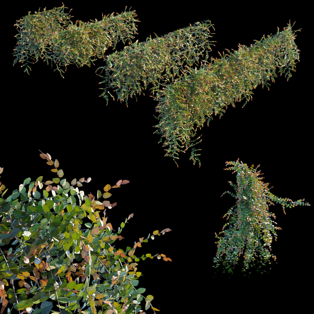 Green Branches Nature