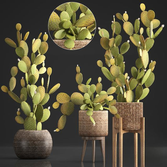 Cactus Plant Pot