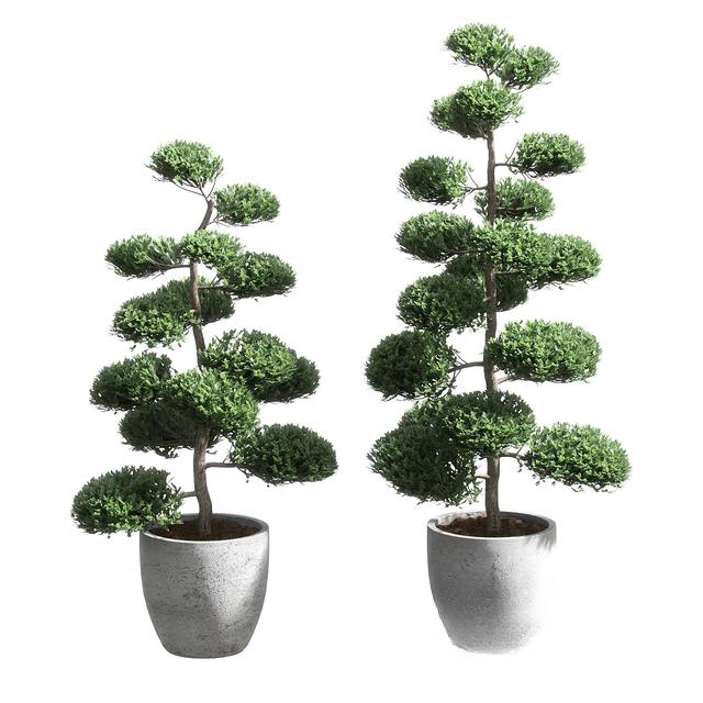 Green Bonsai Tree Pot