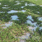 Grass Water Puddle