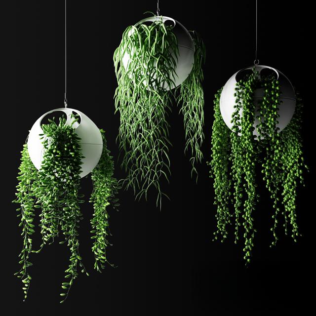 Hanging Plants Modern