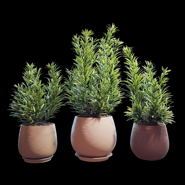 Green Plant Flowerpot