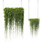 Green Hanging Plant