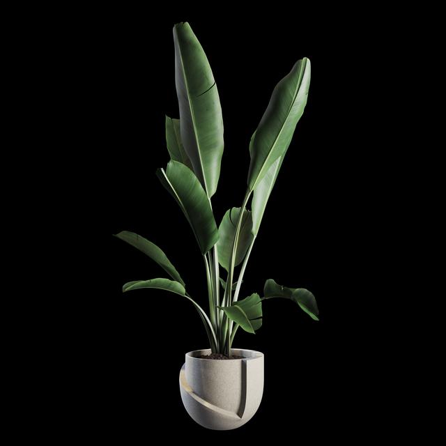 Green Banana Plant