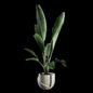 Green Banana Plant