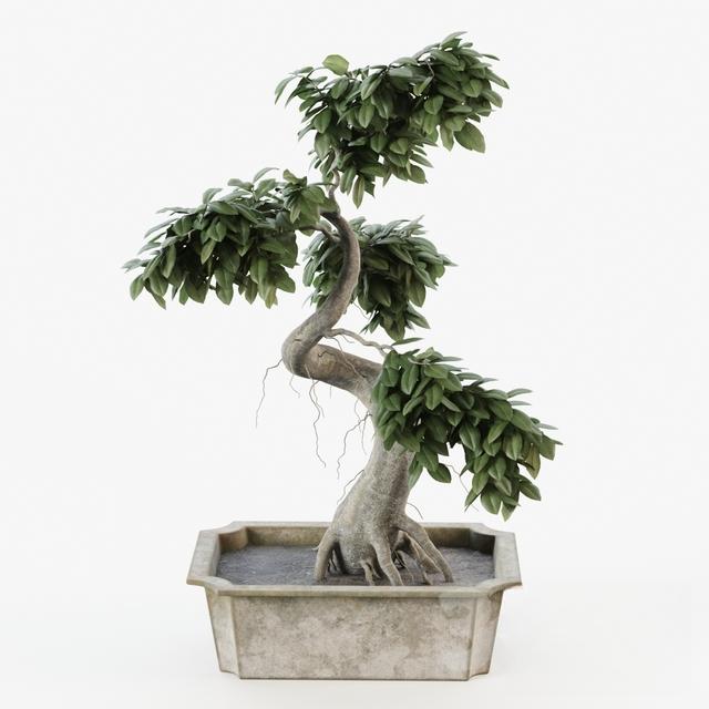 Bonsai Tree Square Pot