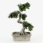 Bonsai Tree Square Pot