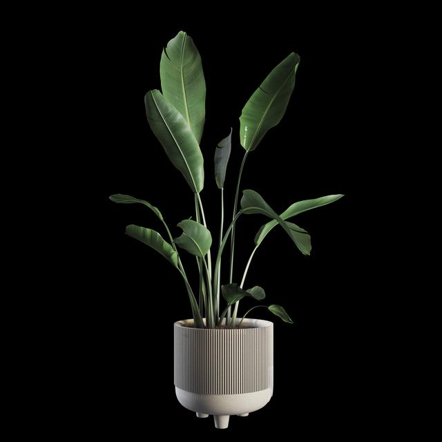 Green Plant Modern